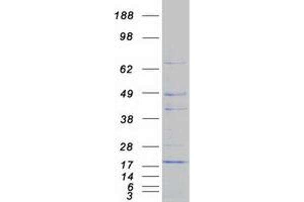 CISD1 Protein (Myc-DYKDDDDK Tag)