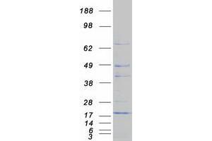 Validation with Western Blot (CISD1 Protein (Myc-DYKDDDDK Tag))