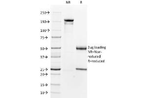 SDS-PAGE Analysis Purified Smooth Muscle Actin Mouse Monoclonal Antibody (1A4). (Smooth Muscle Actin antibody  (N-Term))