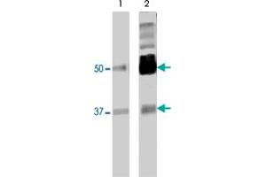 PTBP2 monoclonal antibody (M01), clone 2D10-B2. (PTBP2 antibody  (AA 1-532))