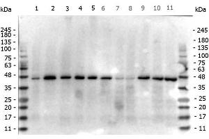 Western Blot of Mouse anti-beta Actin antibody. (beta Actin antibody  (N-Term))