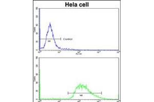 Flow cytometric analysis of hela cells using (bottom histogram) compared to a negative control cell (top histogram)FITC-conjugated goat-anti-rabbit secondary antibodies were used for the analysis.