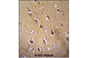 NSE Antibody  (ABIN389271 and ABIN2839404) immunohistochemistry analysis in formalin fixed and paraffin embedded human brain tissue followed by peroxidase conjugation of the secondary antibody and DAB staining. (ENO2/NSE antibody  (AA 213-239))