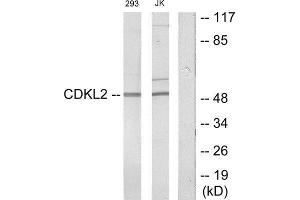 Western Blotting (WB) image for anti-Cyclin Dependent Kinase Like 2 (CDKL2) (Internal Region) antibody (ABIN1849852) (CDKL2 antibody  (Internal Region))
