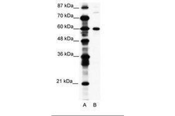 CNOT3 antibody  (AA 141-190)