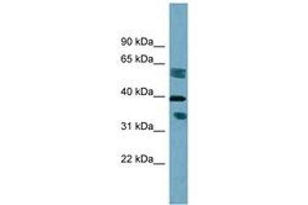 DHRS7B antibody  (AA 215-264)