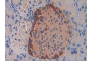Detection of GCG in Mouse Pancreas Tissue using Polyclonal Antibody to Glucagon (GCG) (Glucagon antibody  (AA 21-180))