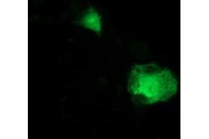 Anti-ITFG2 mouse monoclonal antibody (ABIN2454681) immunofluorescent staining of COS7 cells transiently transfected by pCMV6-ENTRY ITFG2 (RC200818). (ITFG2 antibody)