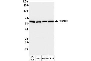 Western Blotting (WB) image for anti-phosphoglycerate Dehydrogenase (PHGDH) (AA 1-50) antibody (ABIN7455052)