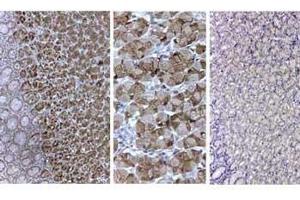 Immunohistochemistry of goat anti-pepsin antibody Antigen Retrieval: HIER pH6. (Pepsin A antibody)