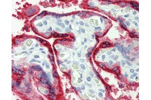 IHC-P Image Immunohistochemical analysis of paraffin-embedded human placenta, using Growth Hormone, antibody(10 μg/ml). (Growth Hormone 1 antibody)