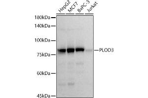 Western blot analysis of extracts of various cell lines, using PLOD3 antibody (ABIN7269530) at 1:1000 dilution. (PLOD3 antibody)