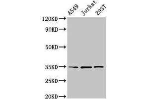 Western Blot Positive WB detected in: A549 whole cell lysate, Jurkat whole cell lysate, 293T whole cell lysate All lanes: MAGEA3 antibody at 4 μg/mL Secondary Goat polyclonal to rabbit IgG at 1/50000 dilution Predicted band size: 35 kDa Observed band size: 35 kDa (MAGEA3 antibody  (AA 2-104))