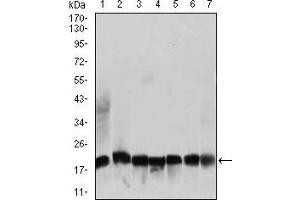 Western blot analysis using RPL18A mouse mAb against NIH3T3 (1), HEK293 (2), HL60 (3), Jurka (4), Raji (5), MOLT4 (6), and HeLa (7) cell lysate.