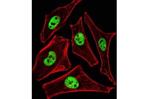 Fluorescent ige of Hela cells stained with SRCD3 Antibody (N-term) (ABIN6242643 and ABIN6577395). (SMARCD3 antibody  (N-Term))