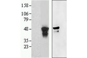 Western Blotting (WB) image for anti-Aurora Kinase (C-Term) antibody (ABIN2465176) (Aurora Kinase (C-Term) antibody)