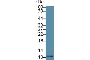 Western Blot; Sample: Mouse Kidney lysate; Primary Ab: 1µg/ml Rabbit Anti-Human MIF Antibody Second Ab: 0.