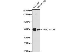 Western blot analysis of extracts of various cell lines, using NFIB / NF1B2 antibody (ABIN7268972) at 1:1000 dilution. (NFIB antibody)