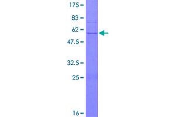 DPM1 Protein (AA 1-260) (GST tag)