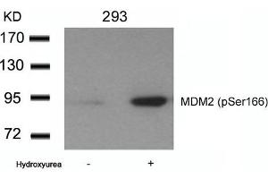 Western blot analysis of extracts from 293 cells untreated or treated with Hydroxyurea using MDM2(phospho-Ser166) Antibody. (MDM2 antibody  (pSer166))