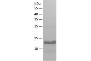 Western Blotting (WB) image for gamma-Glutamylamine Cyclotransferase (GGACT) (AA 1-153) protein (His tag) (ABIN7123052) (GGACT Protein (AA 1-153) (His tag))
