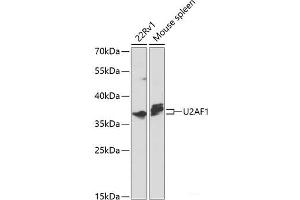 Western blot analysis of extracts of various cell lines using U2AF1 Polyclonal Antibody at dilution of 1:1000.