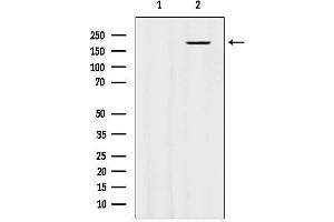 anti-Brain-Specific Angiogenesis Inhibitor 3 (BAI3) (Internal Region) antibody