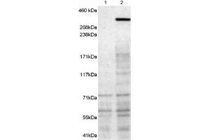 Image no. 1 for anti-Neurobeachin (NBEA) (C-Term) antibody (ABIN375219) (Neurobeachin antibody  (C-Term))