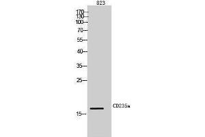 Western Blotting (WB) image for anti-Glycophorin A (GYPA) (Internal Region) antibody (ABIN6283927) (CD235a/GYPA antibody  (Internal Region))