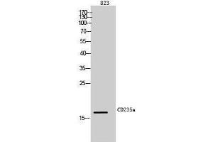 Western Blotting (WB) image for anti-Glycophorin A (GYPA) (Internal Region) antibody (ABIN3181476) (CD235a/GYPA antibody  (Internal Region))