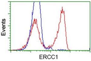 HEK293T cells transfected with either RC200478 overexpress plasmid (Red) or empty vector control plasmid (Blue) were immunostained by anti-ERCC1 antibody (ABIN2453003), and then analyzed by flow cytometry. (ERCC1 antibody)