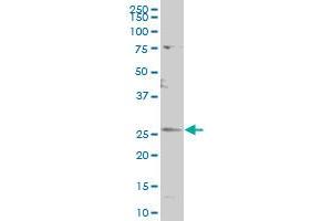 CDC42EP3 polyclonal antibody (A01), Lot # 060509JCS1 Western Blot analysis of CDC42EP3 expression in K-562 . (CDC42EP3 antibody  (AA 42-108))