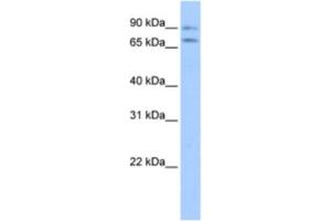 Western Blotting (WB) image for anti-Junctophilin 2 (JPH2) antibody (ABIN2463428) (Junctophilin 2 antibody)
