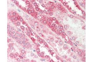 anti-Guanine Nucleotide Binding Protein (G Protein), beta Polypeptide 1 (GNB1) (N-Term) antibody