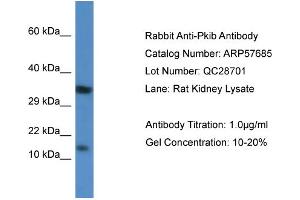 Western Blotting (WB) image for anti-Protein Kinase (CAMP-Dependent, Catalytic) Inhibitor beta (PKIB) (Middle Region) antibody (ABIN2787339) (PKIB antibody  (Middle Region))