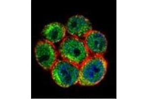 Confocal immunofluorescent analysis of SSH3 Antibody (C-term) Cat. (SSH3 antibody  (C-Term))