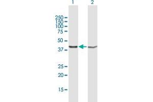 Western Blot analysis of PSMD13 expression in transfected 293T cell line by PSMD13 MaxPab polyclonal antibody.