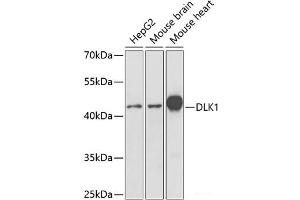 Western blot analysis of extracts of various cell lines using DLK1 Polyclonal Antibody at dilution of 1:1000. (DLK1 antibody)