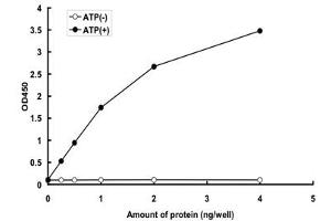 ZAK Protein (AA 1-455) (GST tag)