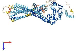 AlphaFold protein structure predicition of Mouse Recombinant Abcd2 Protein, UniprotID Q61285 (CCL17 Protein (AA 1-741) (His tag))