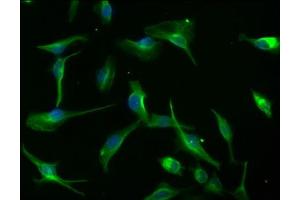 Immunofluorescence staining of U251 cells with ABIN7139735 at 1:100, counter-stained with DAPI. (AXIN2 antibody  (AA 56-73))