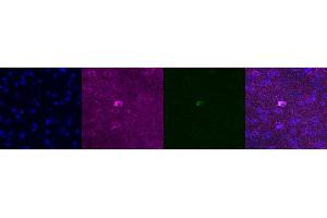 Immunohistochemistry (IHC) image for anti-Somatostatin (SST) antibody (ABIN7456228) (Somatostatin antibody)