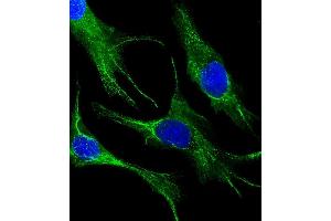 Immunofluorescent analysis of 4% paraformaldehyde-fixed, 0. (Cytokeratin 19 antibody)
