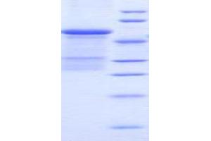 SDS-PAGE (SDS) image for Plasminogen Activator, Urokinase Receptor (PLAUR) (AA 15-211) protein (His tag,GST tag) (ABIN1080534)