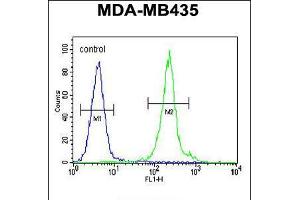 Flow cytometric analysis of MDA-MB435 cells (right histogram) compared to a negative control cell (left histogram). (IL12B antibody  (C-Term))