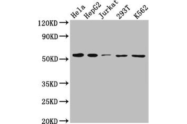 Rekombinanter SLC16A1 Antikörper