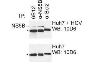 IP was carried out with NS5B specific mAb 6B12 using the lysates of Huh7 cells harboring selectable subgenomic HCV RNA replicon (upper panel) or plain Huh7 cells (lower panel). (HCV 1b NS5B antibody  (AA 92-105))