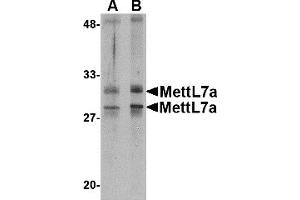 Western Blotting (WB) image for anti-Methyltransferase Like 7A (METTL7A) (Middle Region) antibody (ABIN1031002) (METTL7A antibody  (Middle Region))