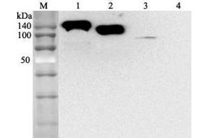 Western blot analysis using anti-ACE2 (human), mAb (AC384) (Biotin)  at 1:2'000 dilution.