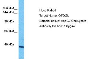Host: Rabbit Target Name: OTOGL Sample Type: HepG2 Whole Cell lysates Antibody Dilution: 1. (OTOGL antibody  (N-Term))